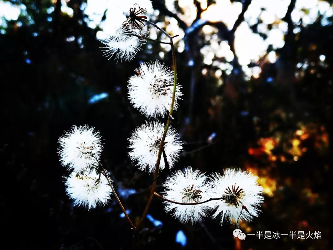 散文诗：浅冬物语(三章)-第2张图片-非凡网