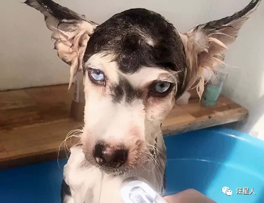 A netizen bathed the husky, but the dog actually changed its breed