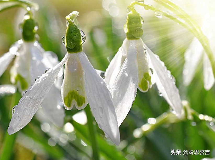 生日祝寿诗词精选四十二首 最美好的祝福，都在诗句里了-第4张图片-非凡网