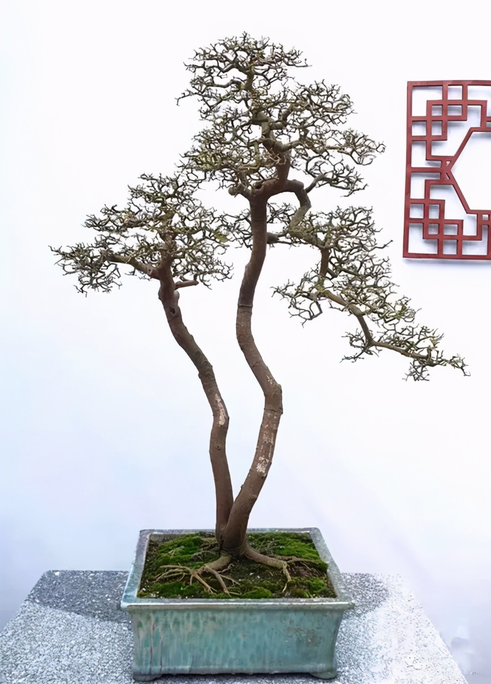 Pruning deciduous tree bonsai in winter is a necessary step to activate
