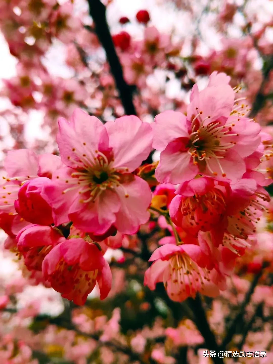 武汉的樱花，开了