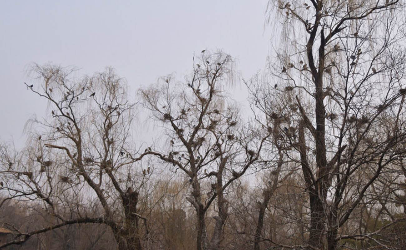 北京動物園的編外居民，不請自來的神秘鳥類：夜鷺