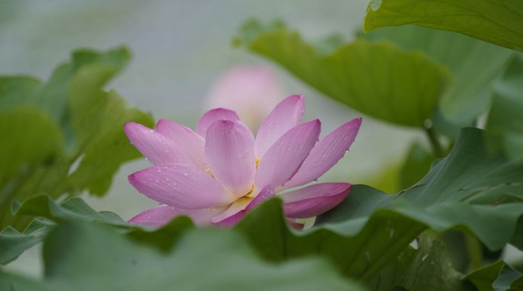 听荷莲花池，觉着有一种别样的诗意 文/李武兵 摄影/王名才