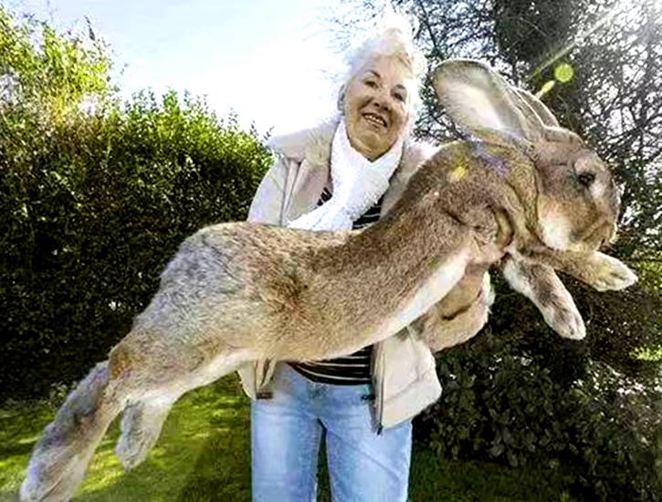 129 cm, the world's largest rabbit was stolen?The host offers a reward ...
