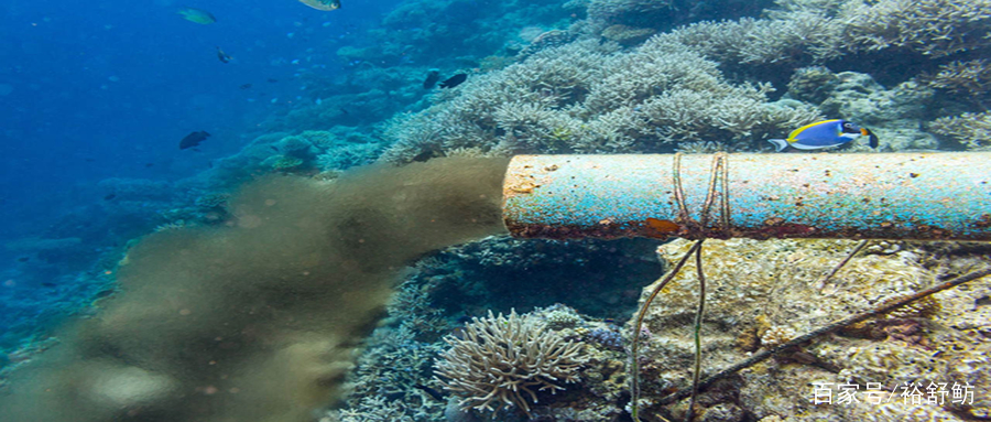 福島海域再現 輻射魚 核廢水倒入大海中 海洋魚還能吃嗎 裕舒魴 Mdeditor