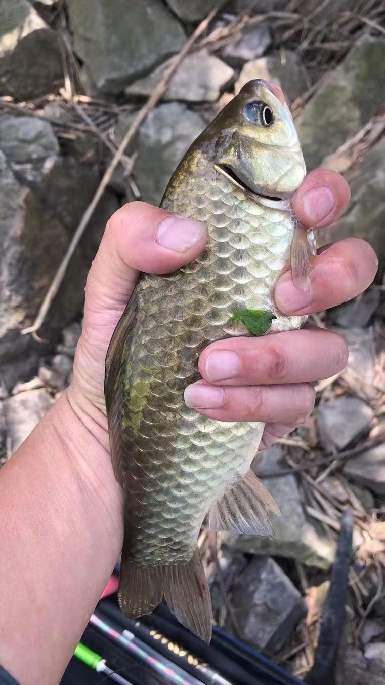 It's not difficult to catch a big crucian carp in the summer. iMedia
