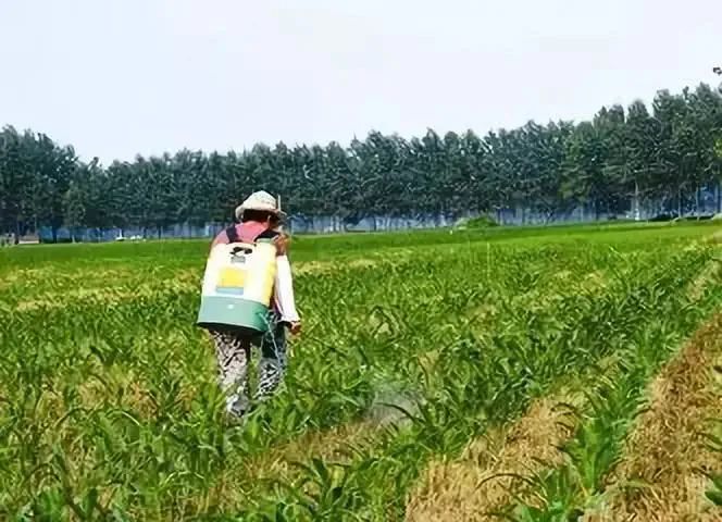 玉米除草剂什么时间打效果最好？