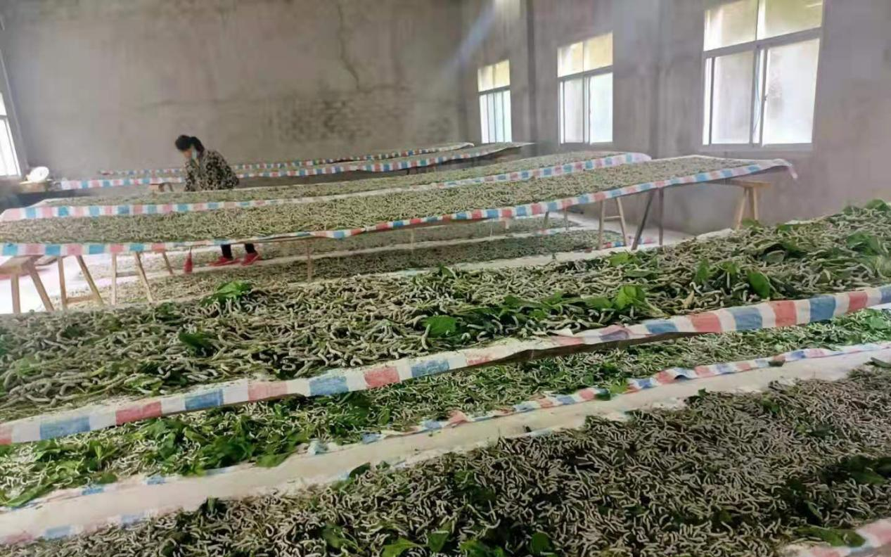桑叶托起一个产业 阳新木港镇织就乡村振兴“丝路”