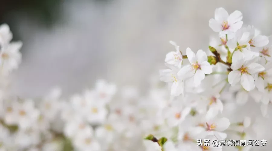 柳絮池塘淡淡风全诗（无题油壁香车不再逢古诗词赏析）