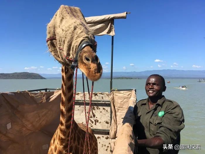 因水位每天上漲15厘米，九隻長頸鹿被困孤立島嶼，麵積僅8英畝