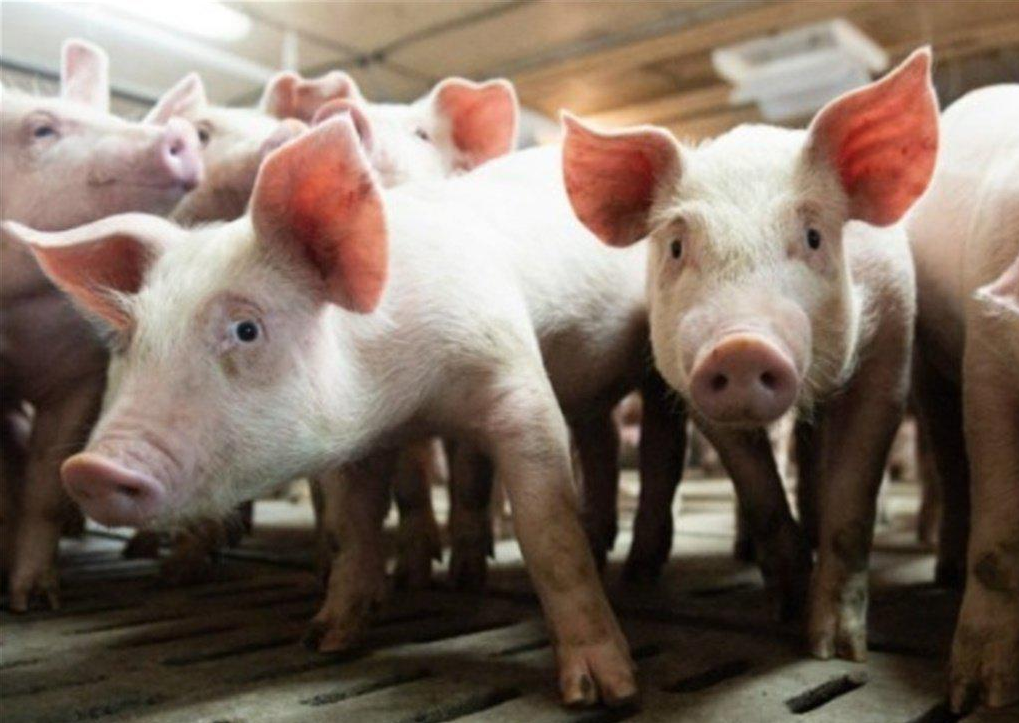 �親美�過頭！ 捍衛台灣民眾利益，卻遭綠營攻擊，這才是�賣台�