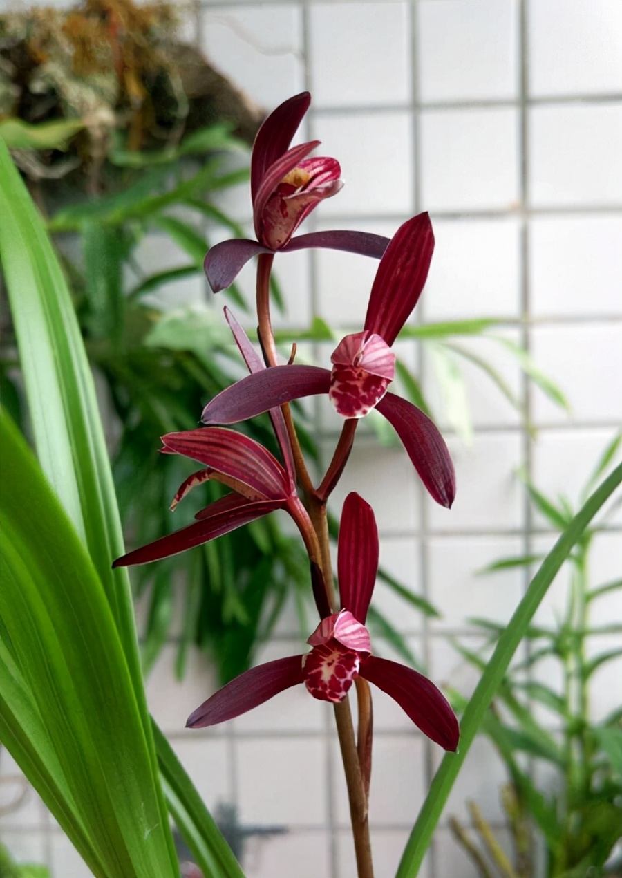Flower comparison, the difference between national orchid and cattleya