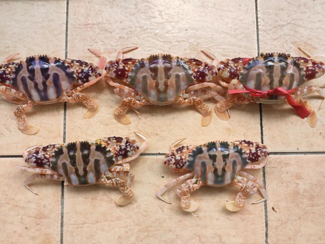 收藏！中国咸淡水螃蟹分类大全，看看你常吃的那些都叫什么？