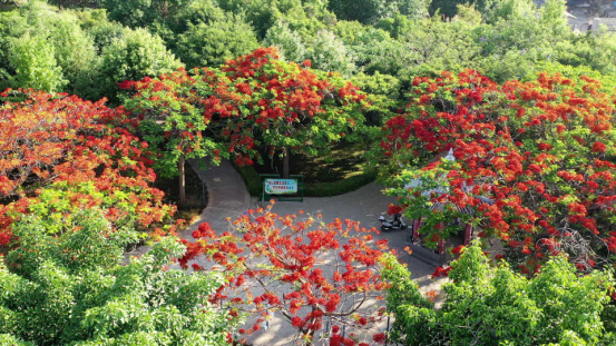 云南宾川县：凤凰花开 燃情五月