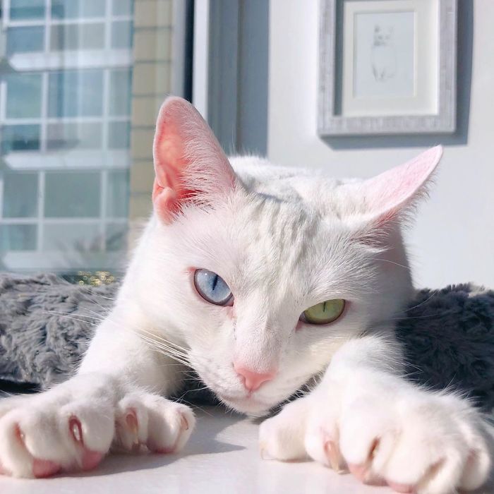 一隻被遺棄的殘疾雙色瞳孔貓，被新主人收養後，搖身一變成網紅