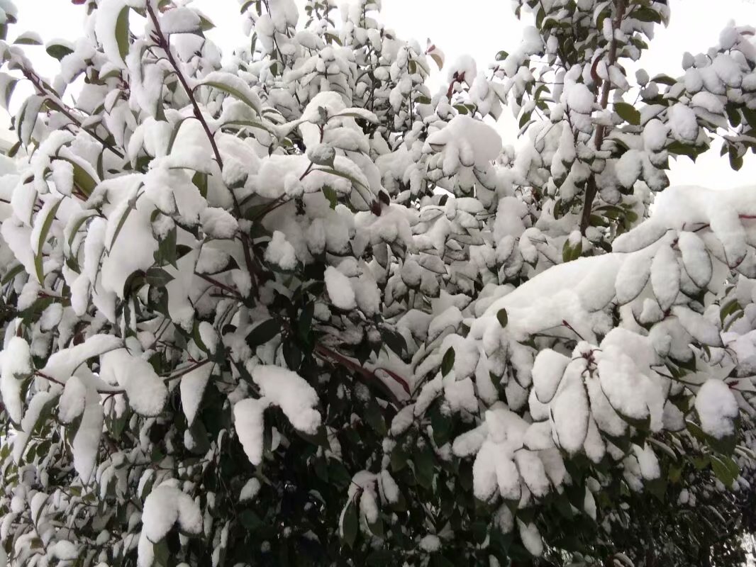 大雪纷飞，38岁女子露宿在村外的野地，说她已经出来3个月了