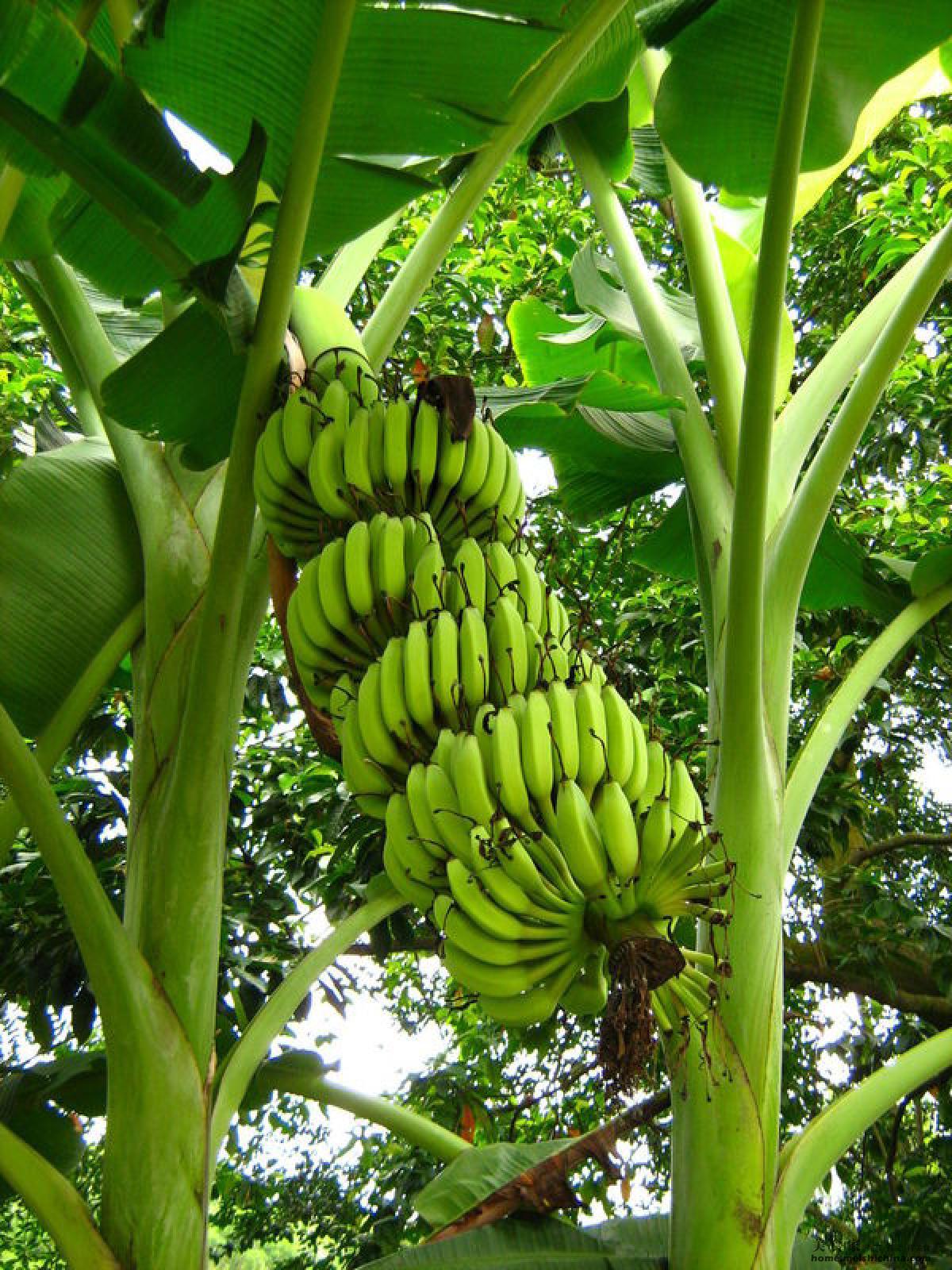 香蕉芒果千层怎么做_香蕉芒果千层的做法_豆果美食
