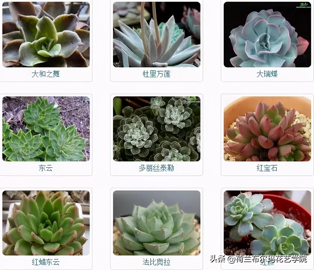 那些细腻的小精灵 多肉种类大全 荷兰布尔玛花艺学院 Mdeditor
