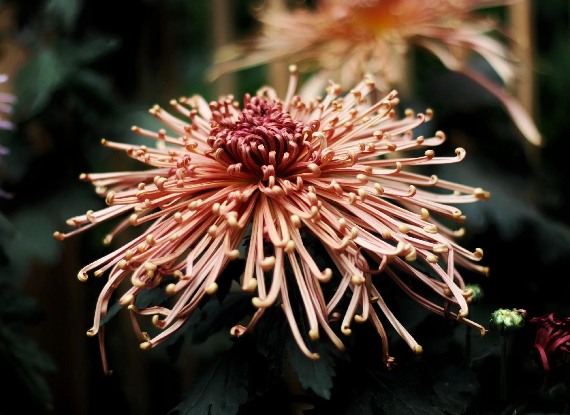 Four Gentlemen In The Flower (three Poems Of Chrysanthemum Outside) - Inews