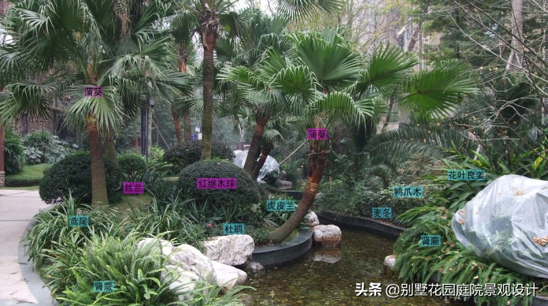 別墅庭院常用植物分享，附照片及名字標(biāo)注（珍藏版）