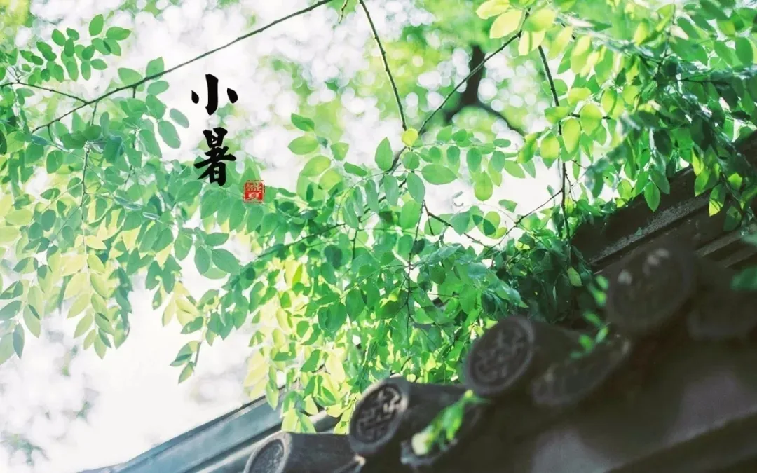 关于小暑的文章段落，有关小暑黑板报的文案