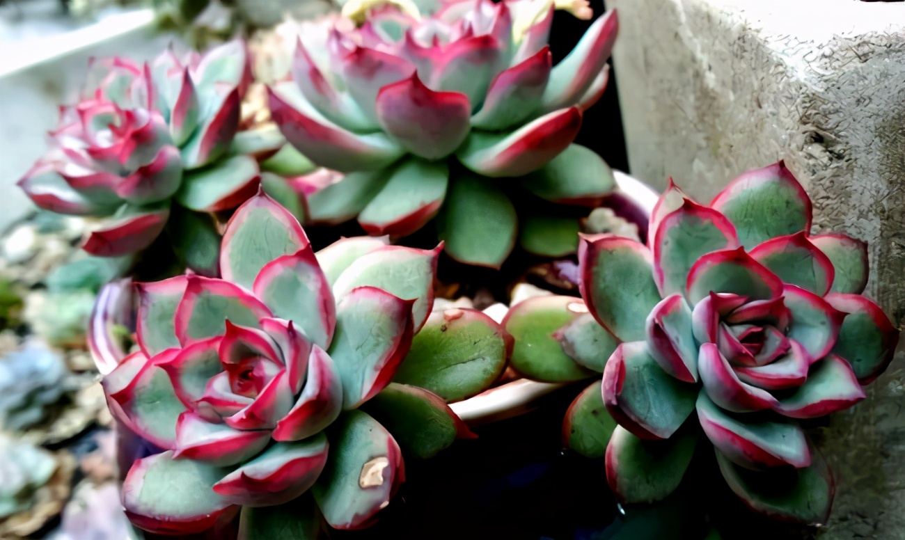 多注意这3方面 养多肉花月夜 特别容易养成老桩 资讯咖