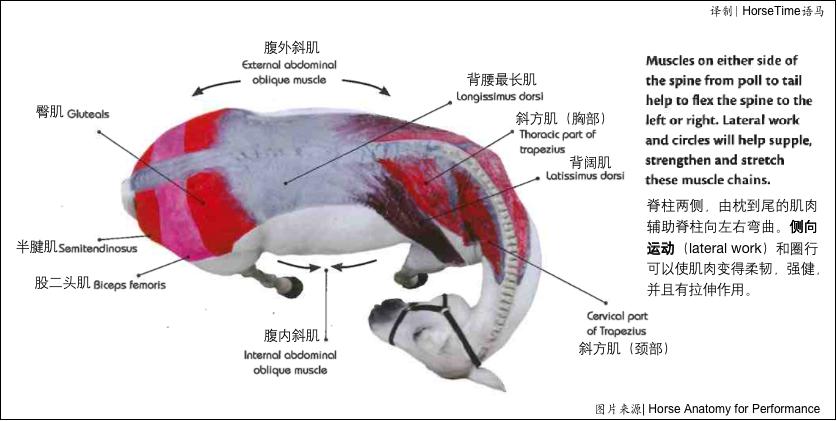 Muscle chain and core muscles - iNEWS