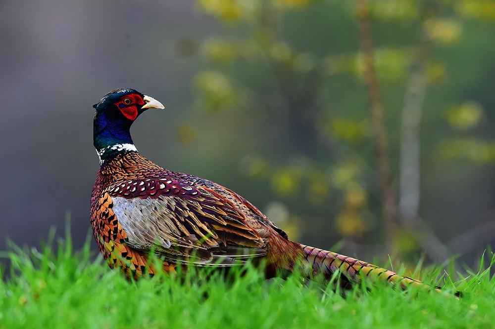 古代礼服上的十二章纹 华虫篇 资讯咖