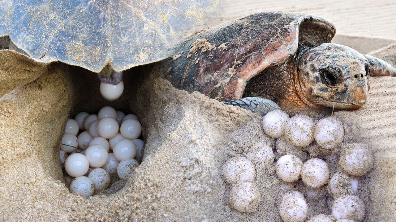 自动标签:乌龟产卵水母海绵长寿寿命乔纳森端粒
