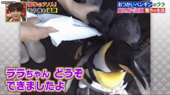 这只日本小镇的网红企鹅，每天最爱的事是背包去鱼店讨鱼吃～