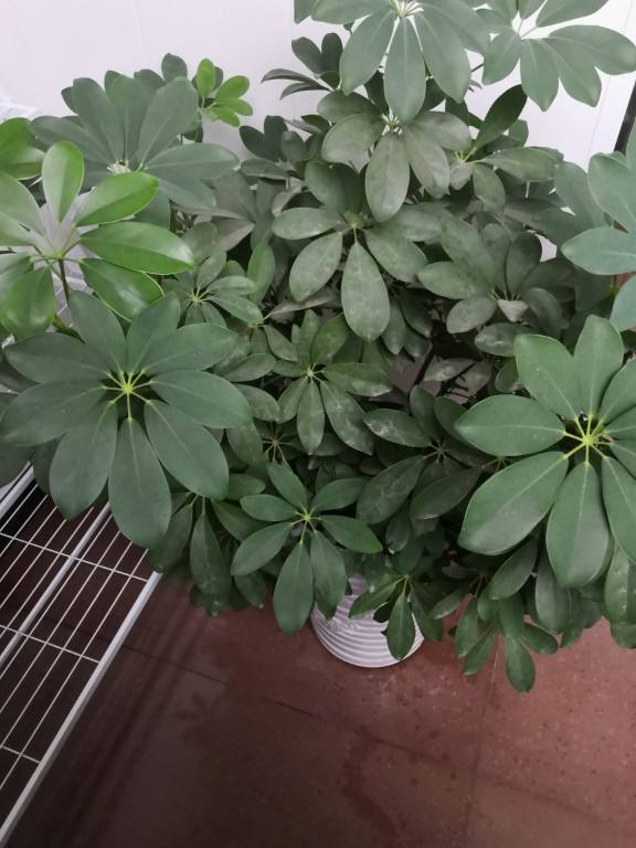 被動吸入“二手煙”真煩人，趕緊養盆“吸煙花”，凈化空氣效果好