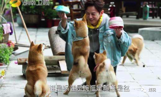 《向往的生活4》增加一只宠物！他们是怎样把狗鸭牛羊带出道的？