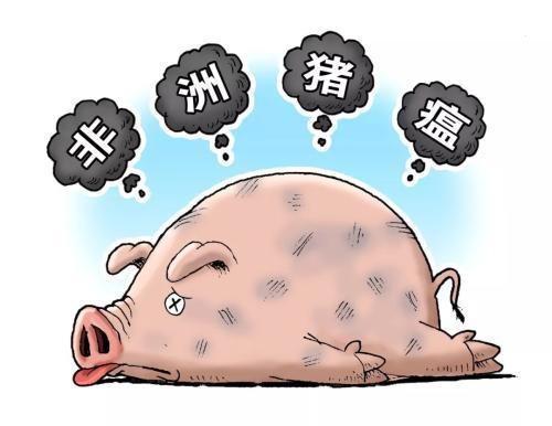 非洲猪瘟会不会传染人？看完专家的4个理由，养猪外行也能明白！