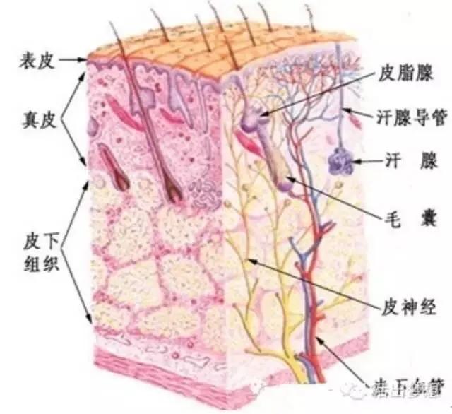 皮肤知识 真的是太全了-第1张图片-农百科