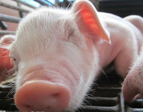 仔猪从进猪舍该进行哪些工作？新手养殖户们不可错过的文章