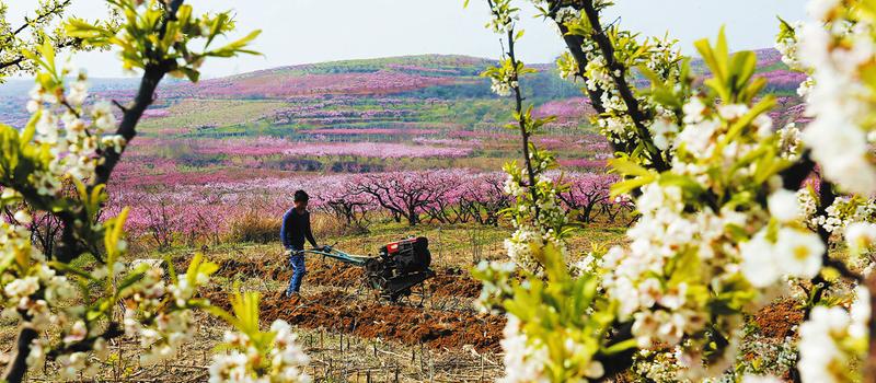 随州春光里的“花花世界”迎来“赏花游”的“高光时刻”