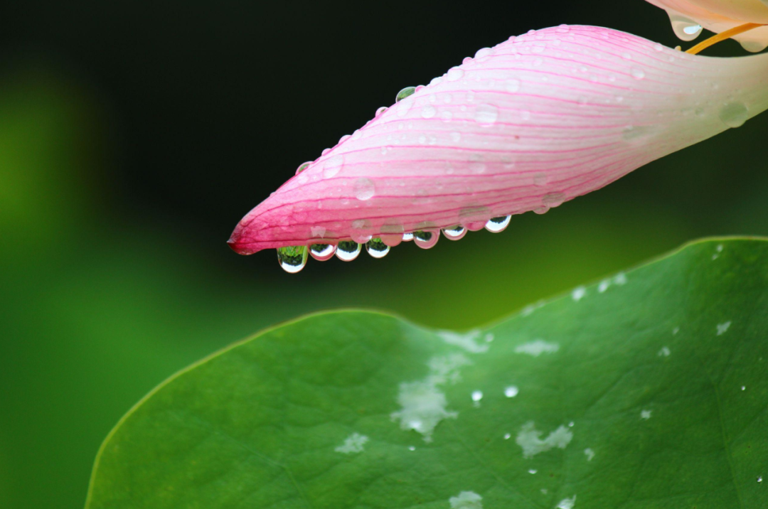雨过天晴后处处充满诗意-第6张图片-非凡网