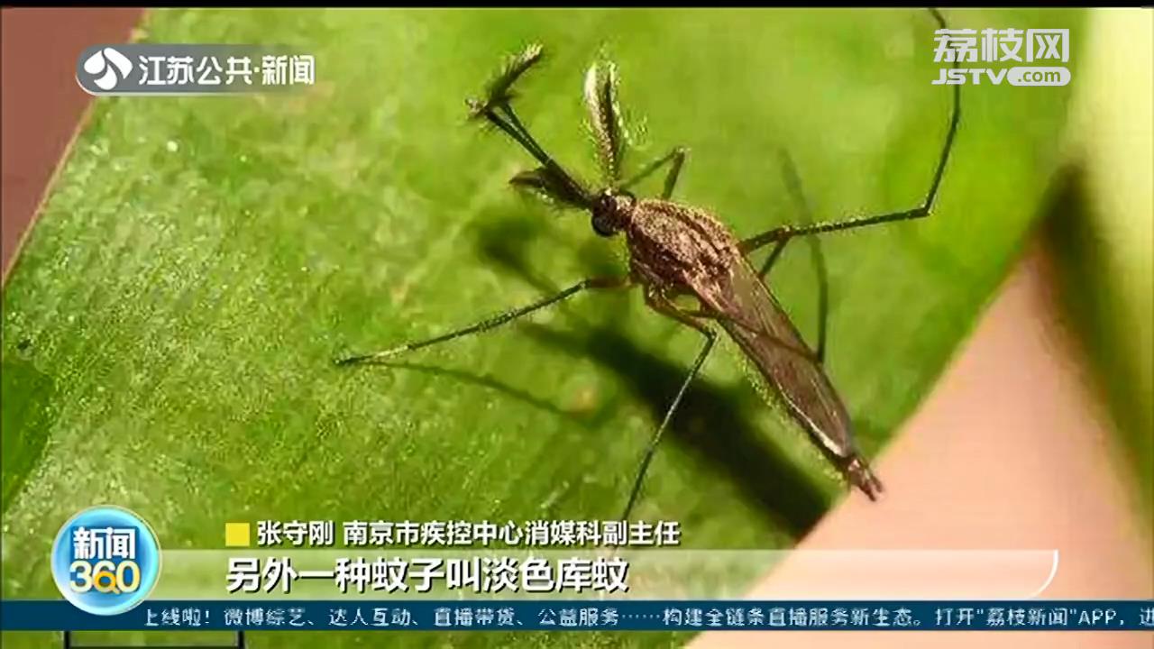 南京9月将迎来&ldquo;秋蚊子&rdquo;小高峰 今年蚊子比去年少