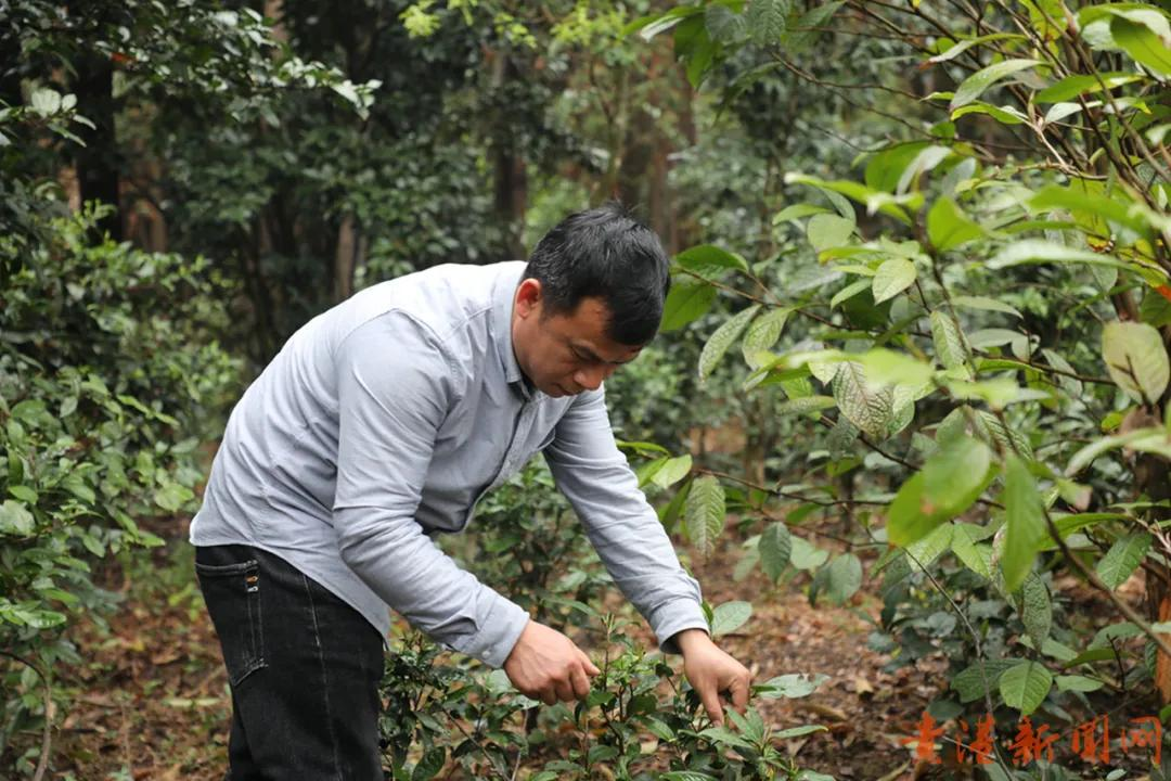 探访藏在高山云雾里的珍稀野生始祖茶