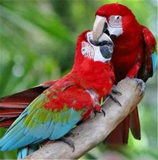 动物界六大奇闻怪事盘点-第1张图片-大千世界