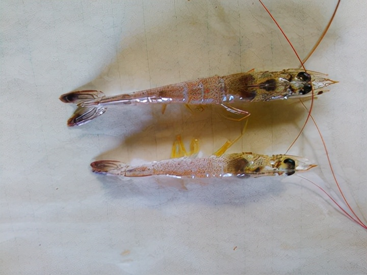 对虾土塘养殖之我见——土塘养虾的水质管理和土池养虾常见问题