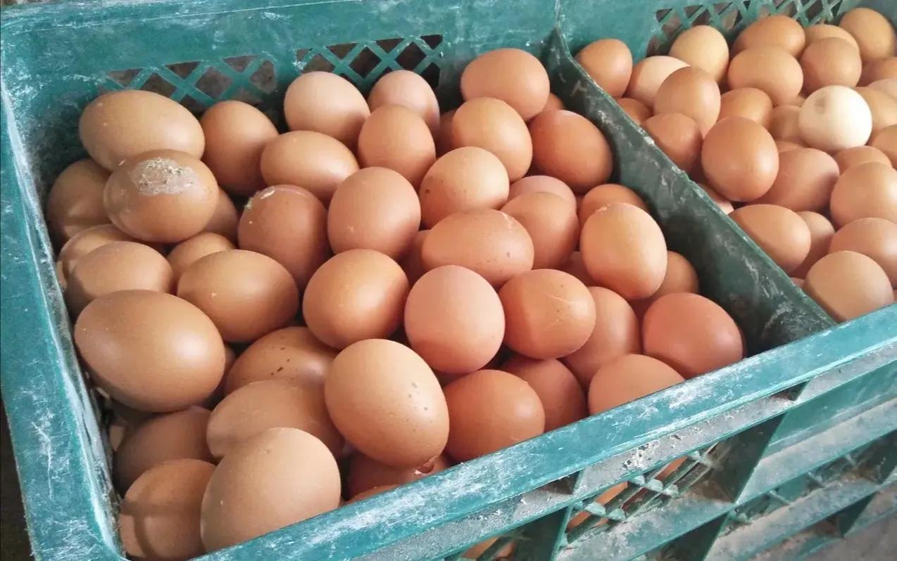 Price of egg of pork of Spring Festival drawing near drops, the expert is fatidical, price of egg of the flesh after the section still can last fall after a rise! 