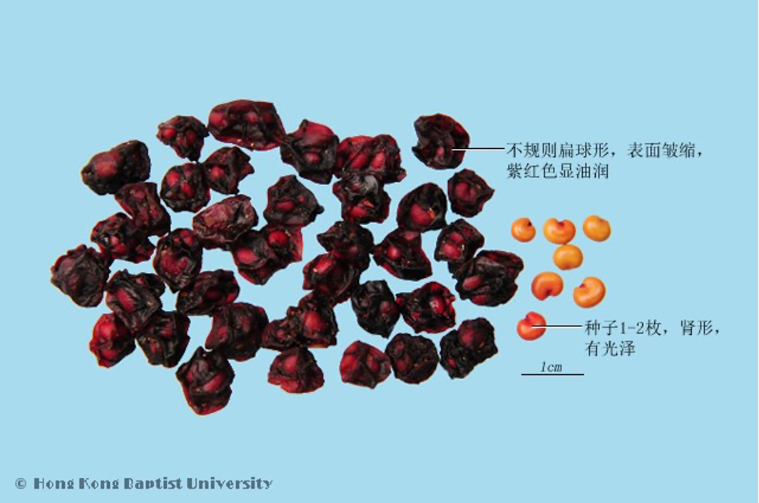 《本草纲目》故事：五味子治久咳虚喘