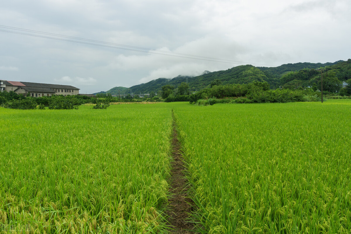 水稻研究取得重大进展！粮食安全保障更稳固，珍惜粮食从小开始