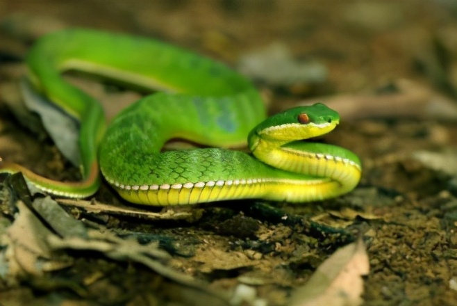 Bamboo Leaf Green Snake: The top hidden master of snakes, both a ...