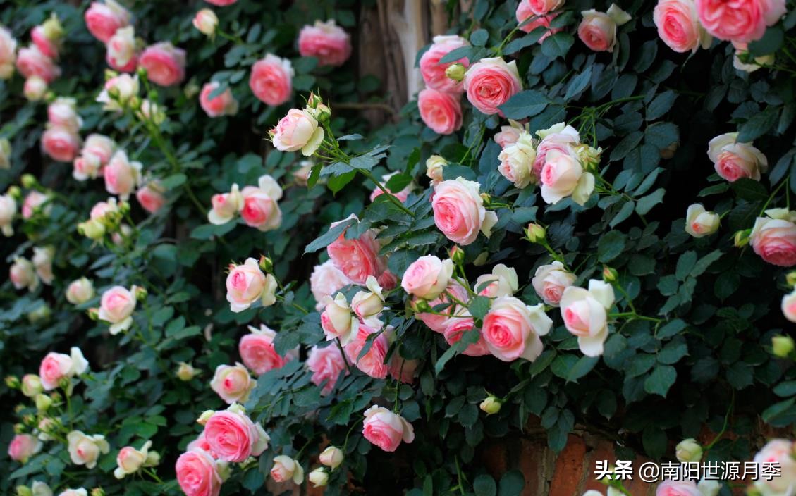 面月季花墙 每一面都震撼人心 看看你喜欢第几面 南阳世源月季 Mdeditor