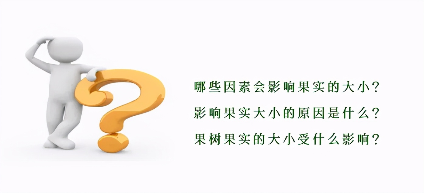 什么會(huì)影響果實(shí)的大??？