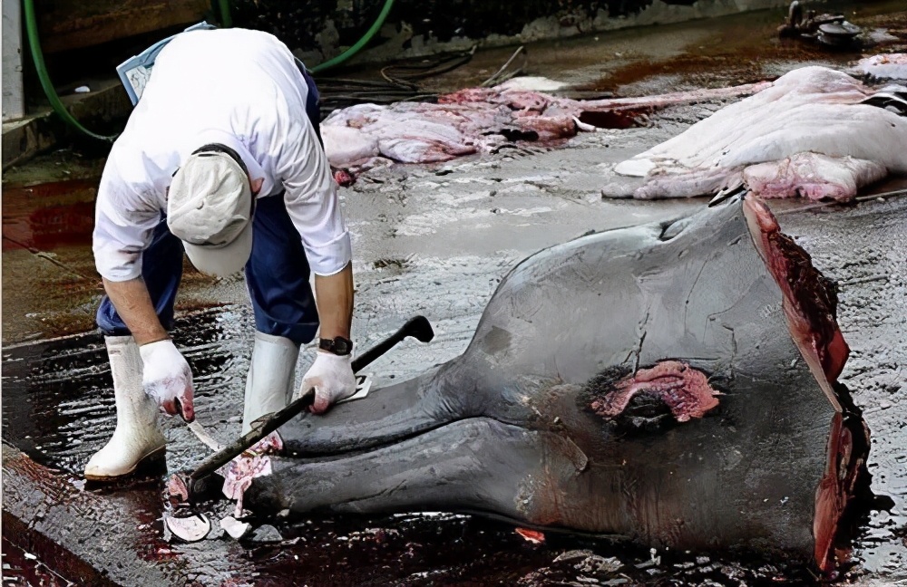 日本为什么到处捕鲸鱼？不全是为了吃肉，真实目的值得各国警惕
