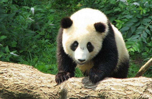 地球上10大最萌最可爱的动物，国宝大熊猫上榜，你觉得它萌吗？