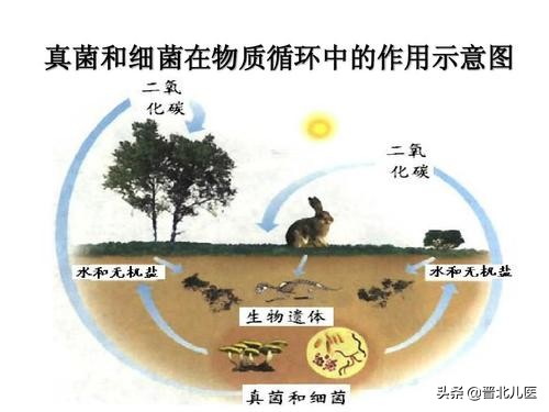 农乐生物 疫情来袭,来了解一下微生物!